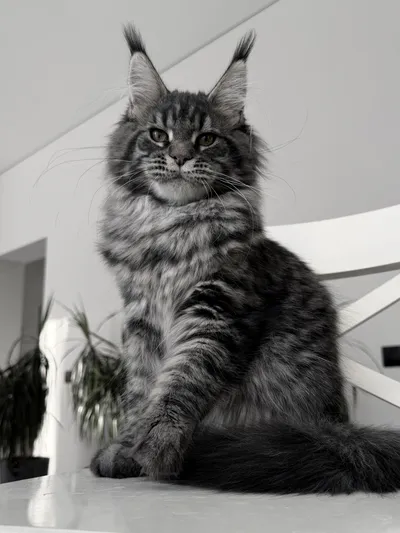 Maine Coon kitten
