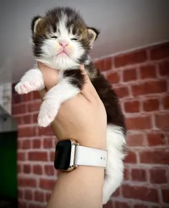 Котенок мейн-кун
