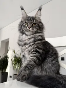 Maine Coon kitten