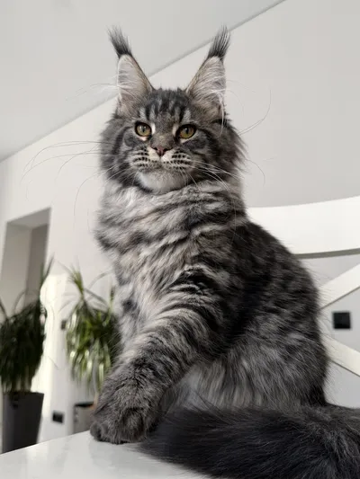 Maine Coon kitten