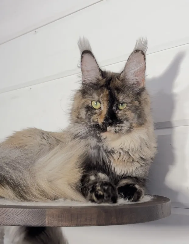 Котенок мейн-кун Черепаховый дым MCO fs  Девочка