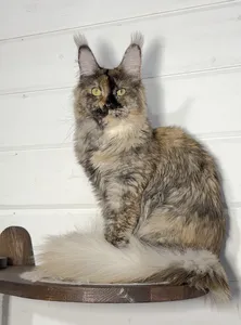 Котенок мейн-кун