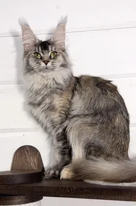 Котенок мейн-кун