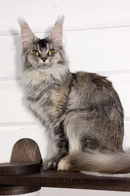 Котенок мейн-кун