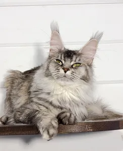 Котенок мейн-кун