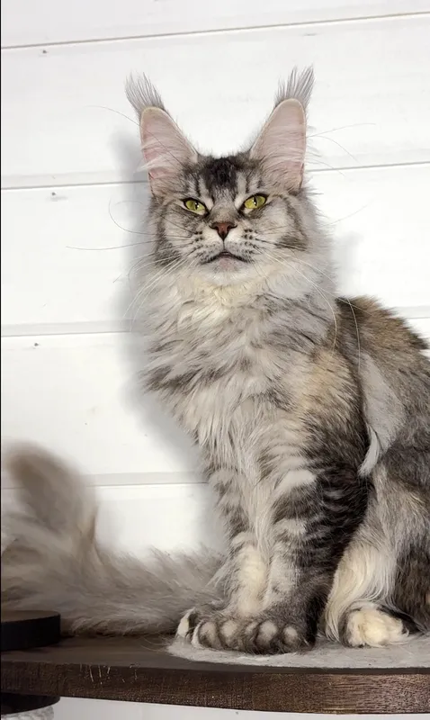 Maine Coon kitten Tortie Silver marble, rossetes blotched MCO fs 25 Girl