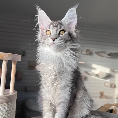 Котенок мейн-кун