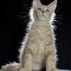 Elvis - фото 4
