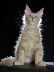 Elvis