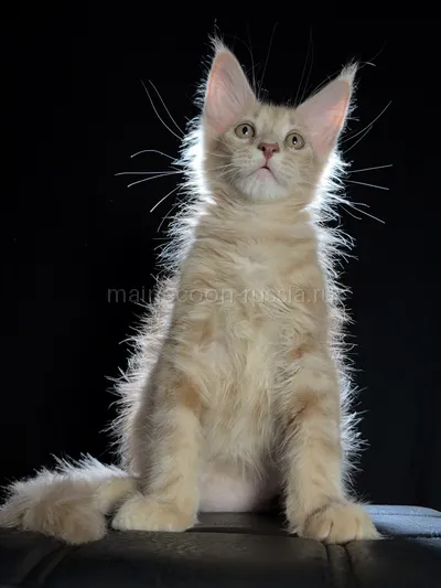 Elvis — Котенок мейн-кун, Кремовый дым MCO es