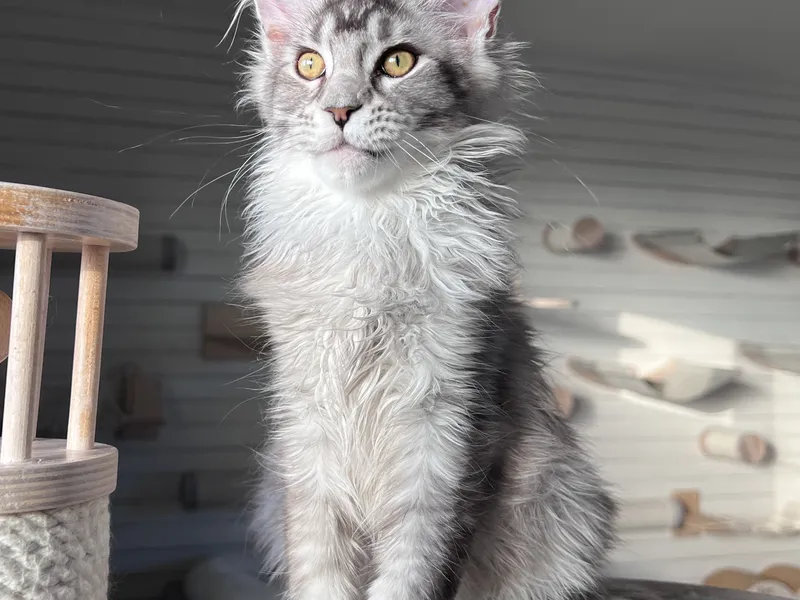 Maine Coon kitten Черный тикированный на  серебре MCO ns 25 Boy