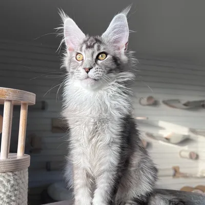 Котенок мейн-кун