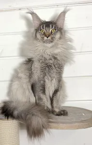 Котенок мейн-кун