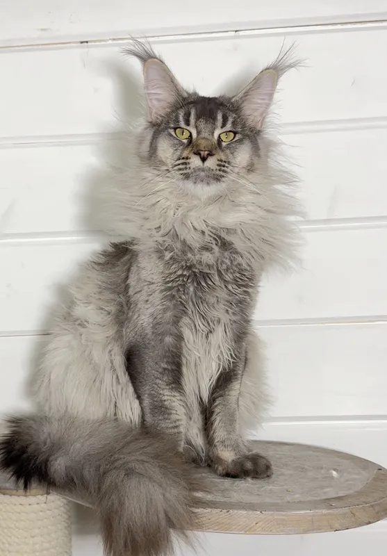 Котенок мейн-кун Черный тикированный на  серебре MCO ns 25 Мальчик