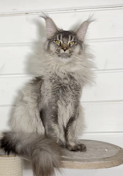 Котенок мейн-кун