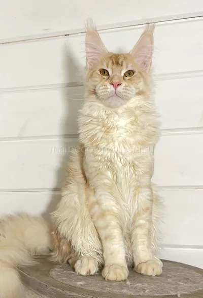 Maine Coon kitten