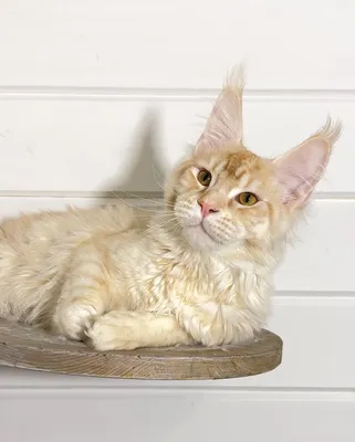 Котенок мейн-кун