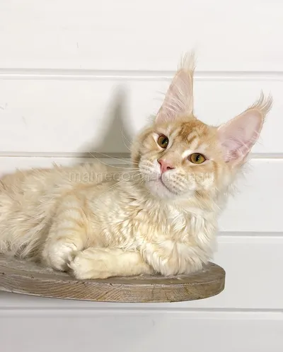 Maine Coon kitten