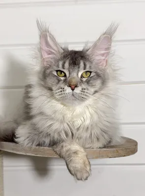 Котенок мейн-кун