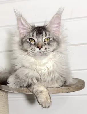 Котенок мейн-кун