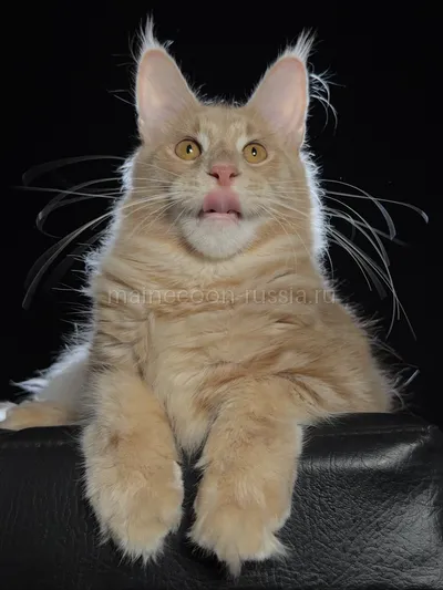 Cristofer — Maine Coon kitten, Cream MCO e