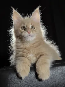 Котенок мейн-кун
