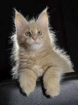 Котенок мейн-кун