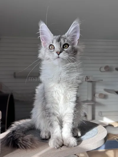 Gerda — Maine Coon kitten, Black Silver marble, rossetes blotched MCO ns 25
