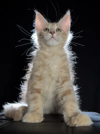 Elvis — Котенок мейн-кун, Кремовый дым MCO es