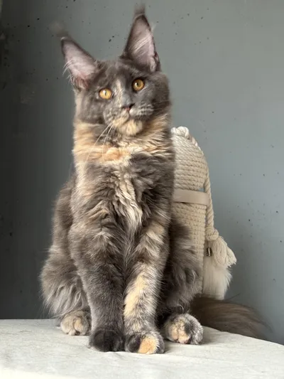 Котенок мейн-кун