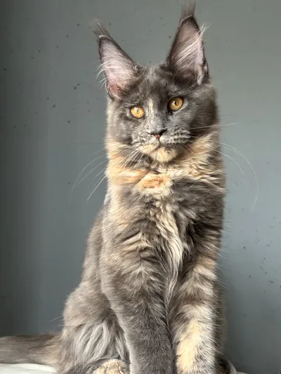 Котенок мейн-кун