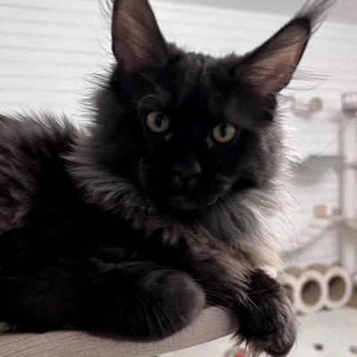 Котенок мейн-кун