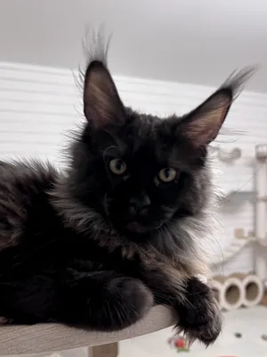 Котенок мейн-кун