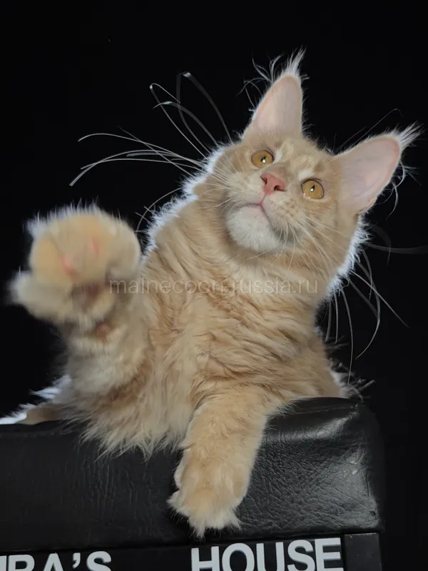 Maine Coon kitten Cream MCO e Boy