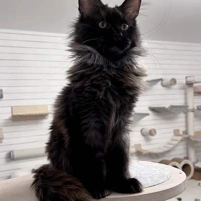 Котенок мейн-кун