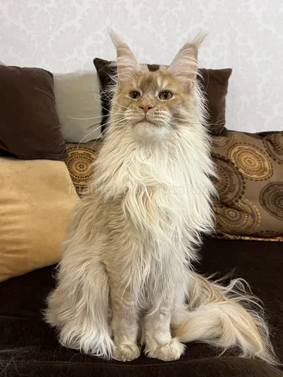 Conner — Maine Coon kitten, Red smoke MCO ds