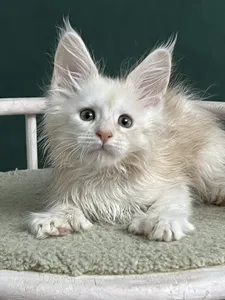 Maine Coon kitten