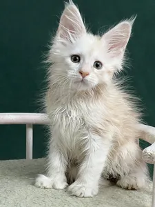 Maine Coon kitten