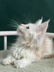 Maine Coon kitten