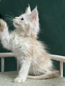 Maine Coon kitten