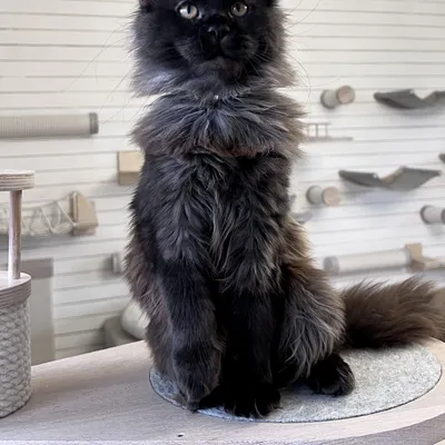 Котенок мейн-кун