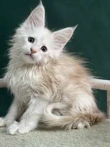 Maine Coon kitten