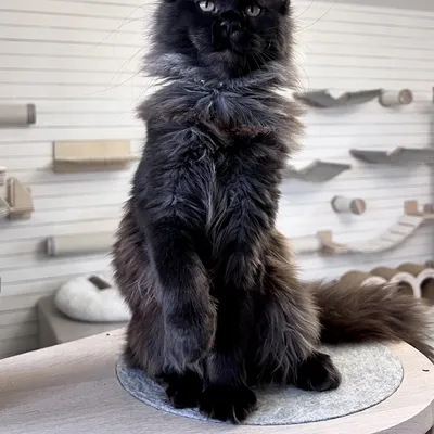 Котенок мейн-кун