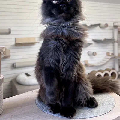 Котенок мейн-кун