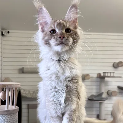 Котенок мейн-кун