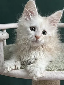 Maine Coon kitten