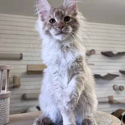 Котенок мейн-кун