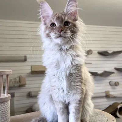 Котенок мейн-кун