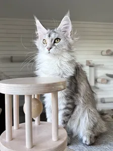 Gloria