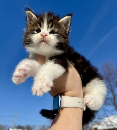 Maine Coon kitten